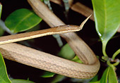 REP 01 MH0048 01
Close-Up Of Spear-Nosed Snake Camouflaged To Resemble Tree Branch Madagascar
