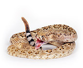 REP 01 RK0002 02
Western Diamondback Rattlesnake (Crotalus Atrox) Curled With Mouth Open On White Seamless Background