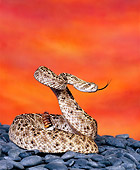 REP 01 RK0005 13
Western Diamondback Rattlesnake (Crotalus Atrox) On Stones