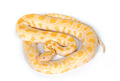 REP 01 RK0027 18
Albino Burmese Python On White Seamless