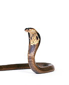 REP 01 RK0032 01
Monico Cobra (Naja Naja Kaothia) Head Raised Facing Camera On White Seamless Background