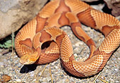 REP 01 RK0033 08
Copperhead Snake (Agkistrodon Contortrix) Curled On Dirt Near Rocks