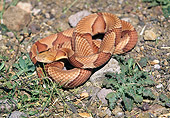 REP 01 RK0034 02
Copperhead Snake (Agkistrodon Contortrix) Curled Up On Dirt