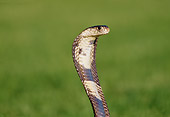 REP 01 RK0055 31
Cobra.