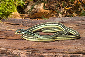 REP 01 WF0001 01
Eastern Ribbon Snake Coiled On Log