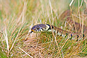 REP 01 WF0002 01
Head Shot Of Grass Snake Darting Tongue Out