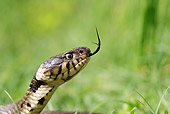 REP 01 WF0003 01
Head Shot Of Grass Snake Darting Tongue Out