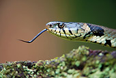 REP 01 WF0004 01
Head Shot Of Grass Snake Darting Tongue Out