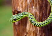 REP 01 WF0006 01
Close-Up Of Boomslang Snake Hanging From Tree