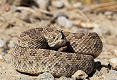 REP 01 DB0001 01
Coiled Rattlesnake On Rock Flicking Tongue