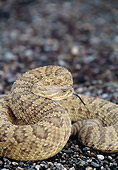 REP 01 DS0001 01
Prairie (Western) Rattlesnake Coiled On Gravel