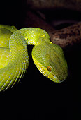 REP 01 JM0001 01
Viper Snake
Asia