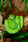 REP 01 KH0001 01
Green Tree Python Coiled On Branch