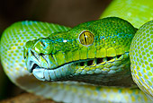 REP 01 KH0002 01
Head Shot Of Green Tree Python