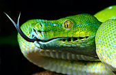 REP 01 KH0003 01
Head Shot Of Green Tree Python Sticking Out Tongue