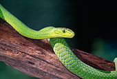REP 01 LS0001 01
East African Green Mamba Laying On Branch