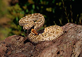 REP 01 RK0015 11
Western Diamondback Rattlesnake Coiled On Rock