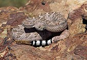 REP 01 RK0016 09
Western Diamondback Rattlesnake On Rock