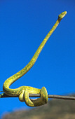 REP 01 RK0040 17
Greentree Python.