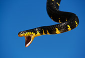 REP 01 RK0044 06
Mangrove Snake (Bioga dendrophilia) Head Shot With Open Blue Background