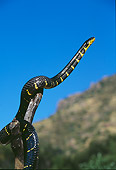 REP 01 RK0046 02
Mangrove Snake (Boiga dendrophila) Slithering Up On Branch Blue Sky