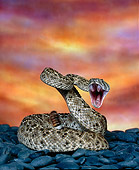 REP 01 RK0052 01
Western Diamondback Rattlesnake (Crotalus atrox) Coiled And Hissing Studio