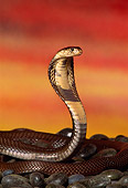 REP 01 RK0061 12
Cobra Sitting On Rock