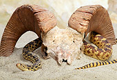 REP 01 TK0001 01
Bullsnake Crawling On Sand By Bighorn Sheep Skull