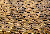 REP 01 TK0002 01
Close-Up Of Western Rattlesnake Scales