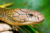 REP 01 TL0001 01
Head Shot Of King Cobra