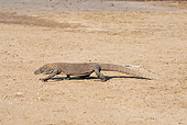 REP 02 JM0001 01
Komodo Dragon Crawling Across Sand Indonesia