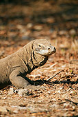 REP 02 JM0002 01
Portrait Of Komodo Dragon Indonesia