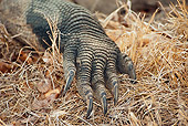 REP 02 JM0003 01
Komodo Dragon Foot With Claws Indonesia