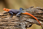 REP 02 JZ0001 01
Kenyan Rock Agama Lizard Sunning On Log In Savanna Kenya