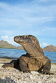REP 02 MC0001 01
Komodo Dragon Laying On Beach