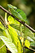 REP 02 MC0002 01
Green Plumed Basilisk Male Sitting On Branch