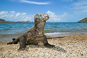 REP 02 MC0003 01
Komodo Dragon Laying On Beach