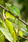 REP 02 MC0004 01
Plumed (Green) Basilisk Male Climbing On Tree Branch Costa Rica