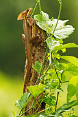 REP 02 MC0005 01
Common Brown Basilisk Lizard Climbing Tree Post Costa Rica