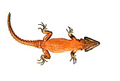 REP 02 MH0001 01
Underneath View Of Giant Girdled Lizard In Studio