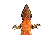 REP 02 MH0002 01
Underneath View Of Giant Girdled Lizard In Studio