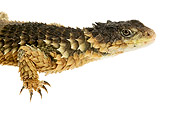 REP 02 MH0003 01
Profile View Of Giant Girdled Lizard In Studio