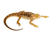 REP 02 MH0004 01
Overhead View of Central Bearded Dragon In Studio