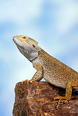 REP 02 PE0001 01
Close-Up Of Bearded Dragon Sitting On Branch