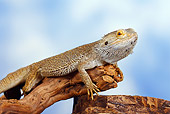 REP 02 PE0002 01
Close-Up Of Bearded Dragon Sitting On Branch