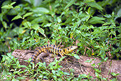 REP 02 WF0001 01
Banded Tegu Resting On Rotted Log South America
