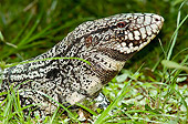 REP 02 WF0002 01
Head Shot Of Banded Tegu Laying On Grass South America