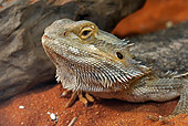 REP 02 WF0003 01
Head Shot Of Central Bearded Dragon Laying On Red Sand