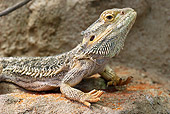 REP 02 WF0004 01
Close-Up Of Central Bearded Dragon Laying On Rock