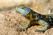 REP 02 WF0005 01
Close-Up Of Baja Blue Rock Lizard Male On Rock